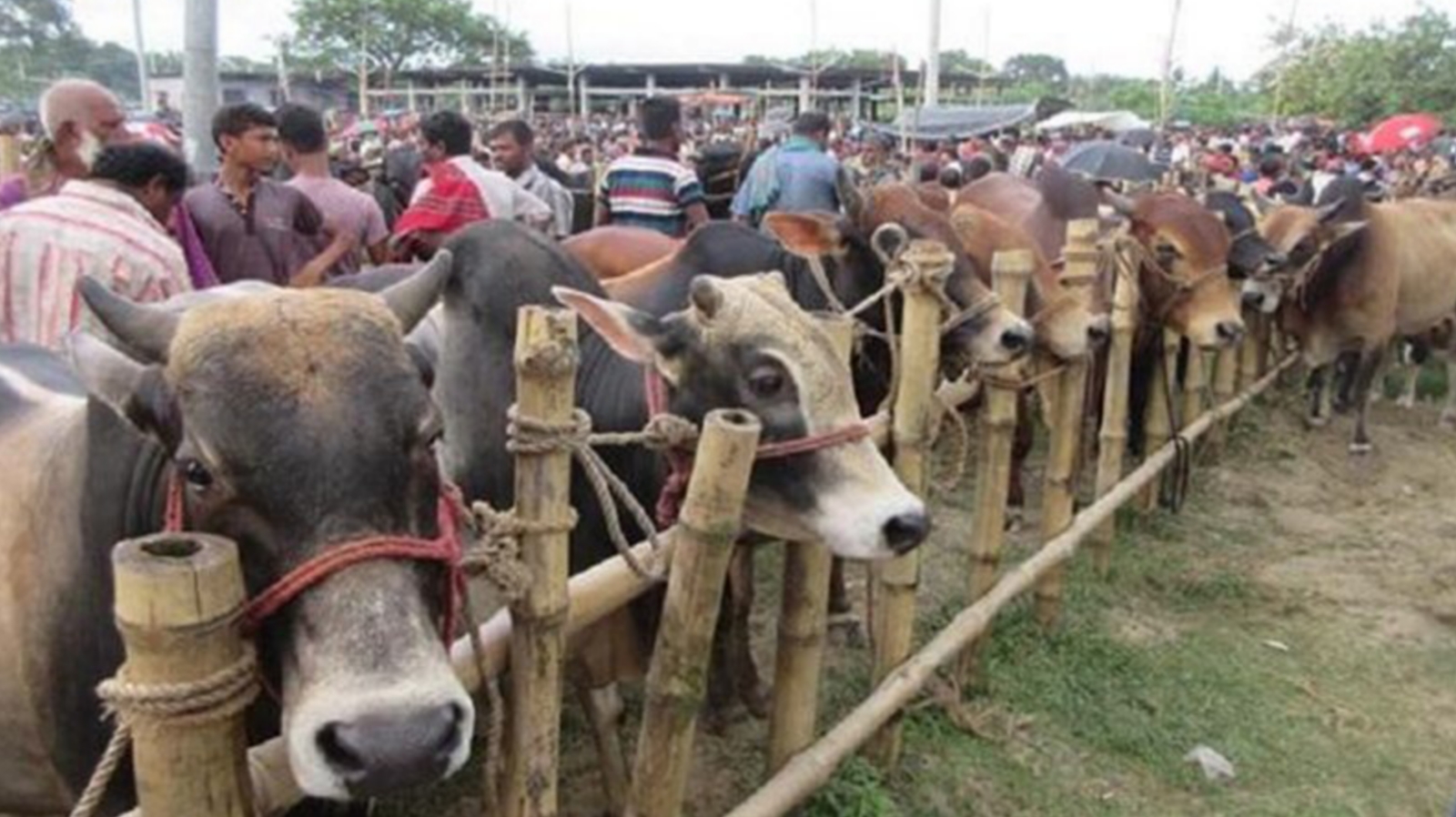 রাজধানীর যেসব জায়গায় বসবে কোরবানির পশুর হাট 