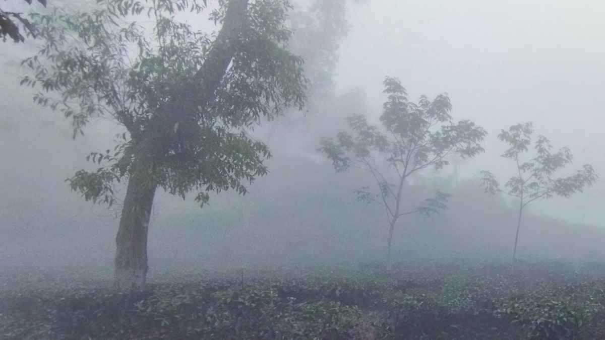 দেশের সর্বনিম্ন তাপমাত্রায় কাঁপছে শ্রীমঙ্গল