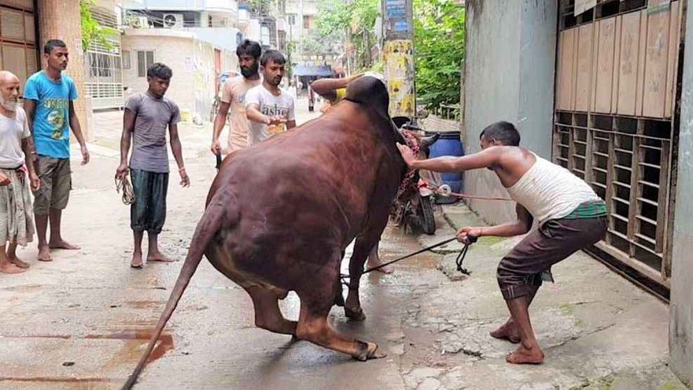 ঈদের দ্বিতীয় দিনেও চলছে পশু কুরবানি